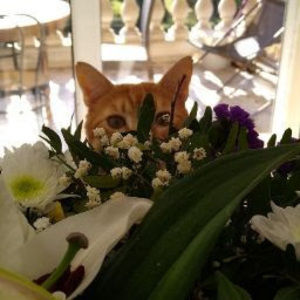 Meet your Posher, Liam